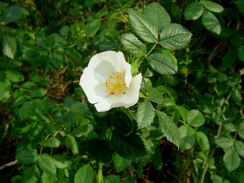 Rosa selvatica...